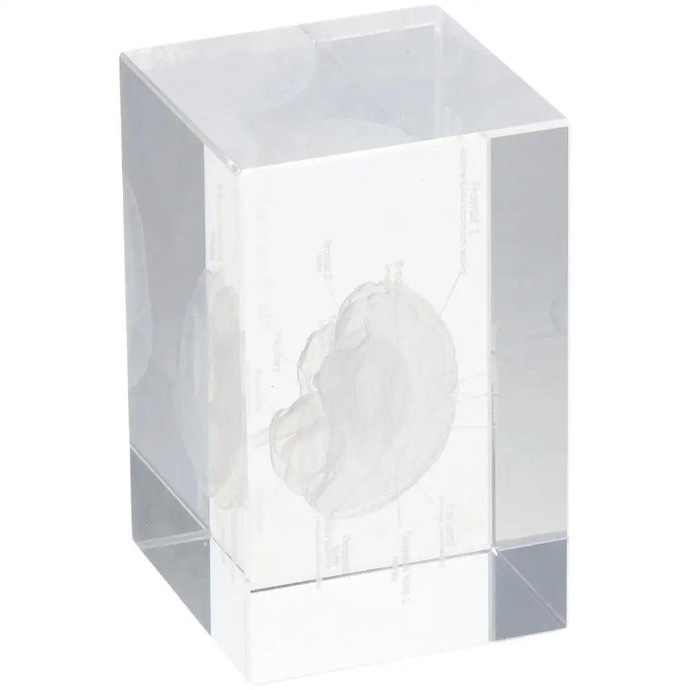 Cubo de cristal portátil 3D transparente, cerebro humano, regalos de Neurología, decoración del hogar y la Oficina