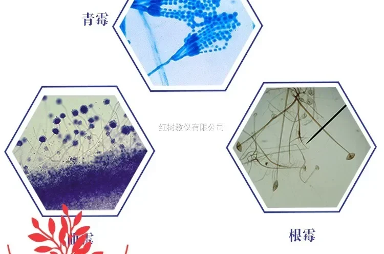 

10PCS Microscope Section Mold Penicillium Aspergillus Yeast Rhizopus Nigricans Bacteria Section Lactobacillus Mucor Tools Lens