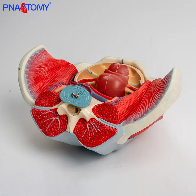 

Teaching Model of Human Female Pelvic Accessory Reproductive Organs and Vascular Nerves