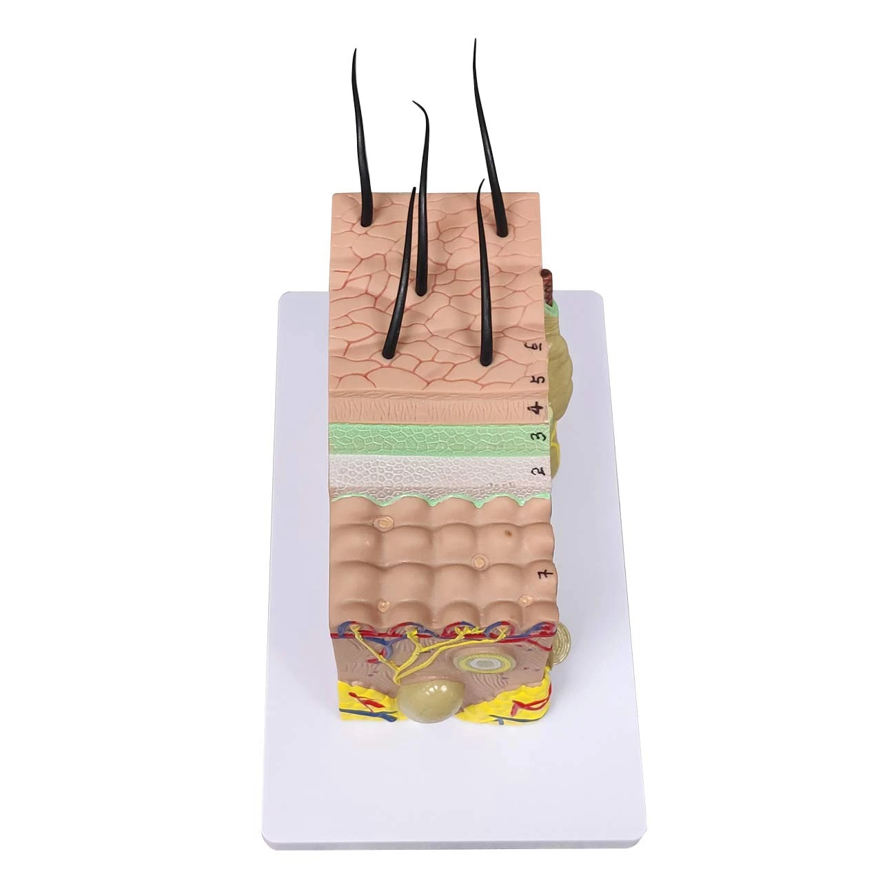 J1UL1N Skin Model, 35X Enlarged Anatomical Model Anatomy For Science Classroom Study Display Teaching Model