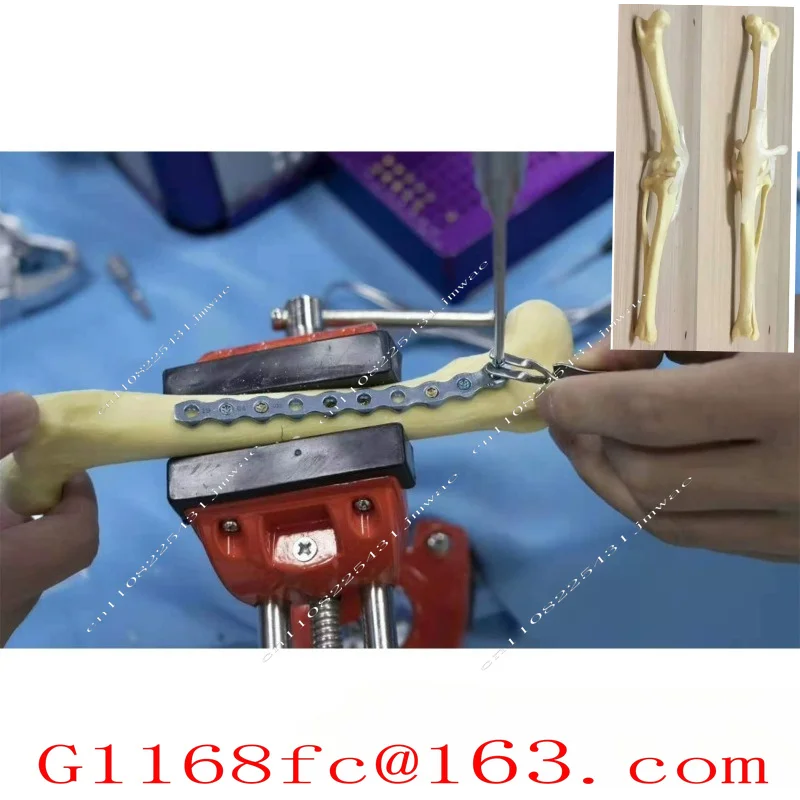Postoperative practice simulation bone model orthopedic dog skeleton skeleton canine teaching aids