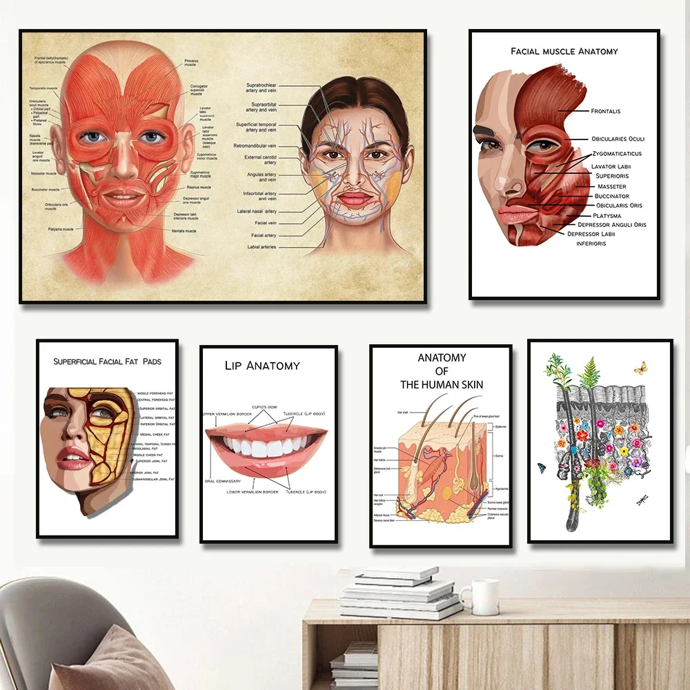 Facial Anatomy, Facial Muscles, Veins, Medical Education, HD Canvas Print Poster, Home, Living Room, Office, Decorative Wall Art