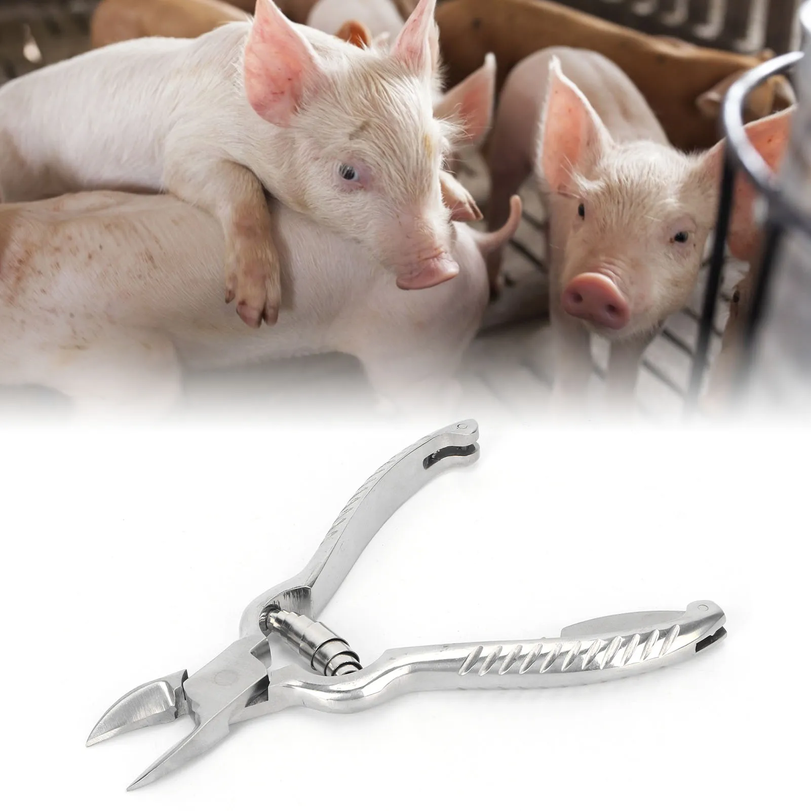 ZK30 Piglet Teeth Cutter Stainless Steel Ergonomic Handle Curved Gourd Shaped Pig Tooth Nipper