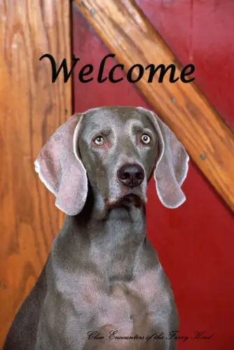 Weimaraner Close Encounters of the Furry Kind Welcome Flag