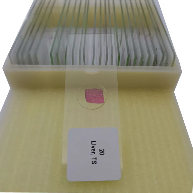 25Pcs Basic Histology Histological Prepared Slide Set