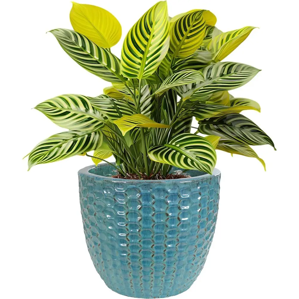 14 Raised Hexagon P…