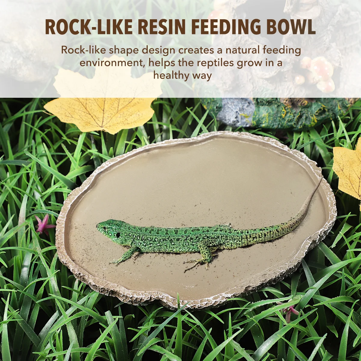 

Reptile Bowl Turtle Feeding Plates Food Bowls for Reptiles Little Golden Tank Water Dishes Lizard Feeder