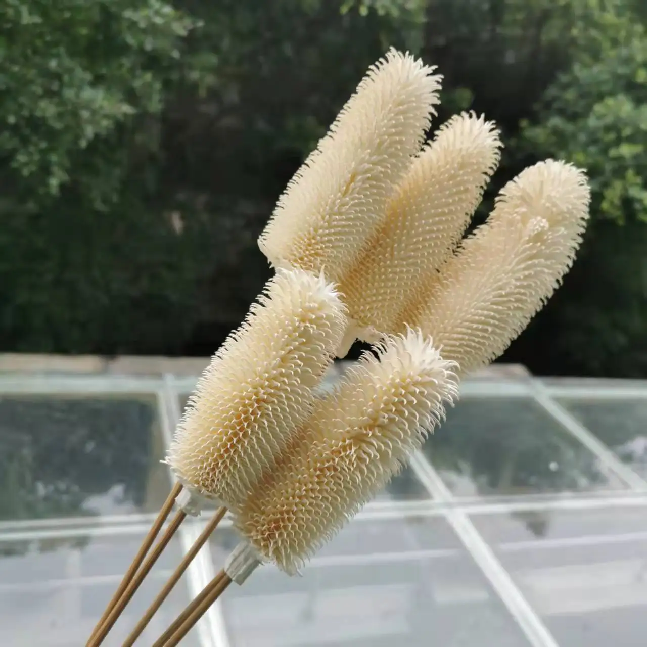 Dipsacus Sativus Dried Flower,Artificial Plants for Home Decor,Wedding Flower Decoration,Room Decor Aesthetic Bouquet, Gift