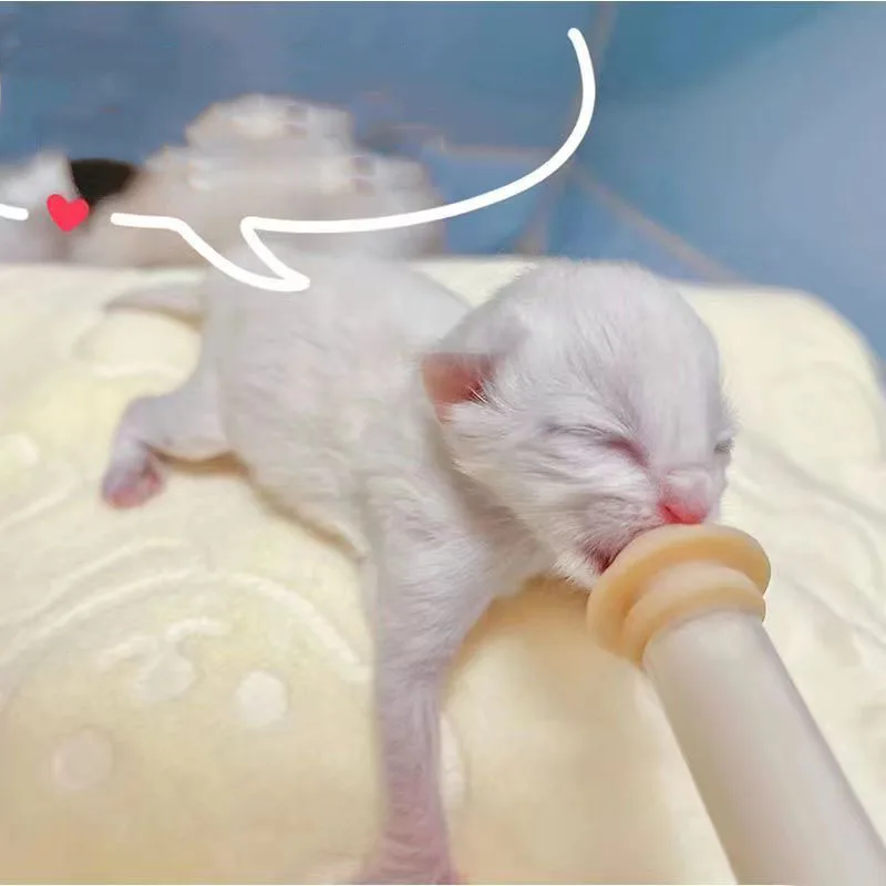 Puppies and kittens breastfeeding artefacts pet syringe syringe feeder cats and dogs special nipple bottle