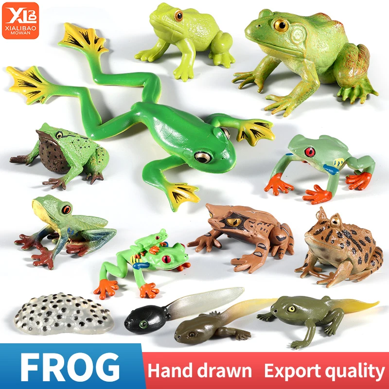 Jouet éducatif de Cycle de vie de grenouille taureau d'animaux d'insectes sauvages-Simulation têtard à la croissance de grenouille, figurine d'action, cadeau de Collection pour enfants