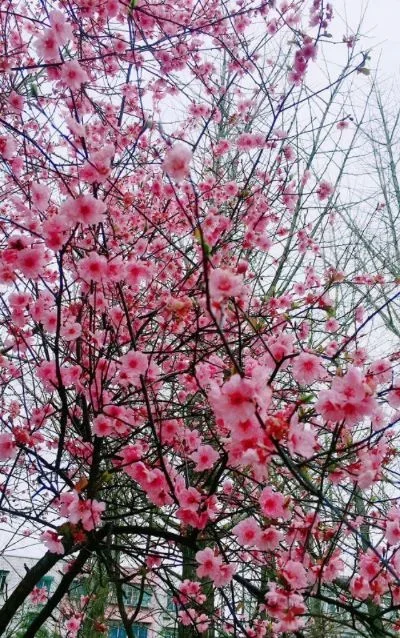 

4PCS Metal Beadlock 1.9 Wheel Rim Wheel Hub For 1/10 RC Crawler Car Traxxas TRX4 RC4WD D90 Axial SCX10 90046 AXI03007