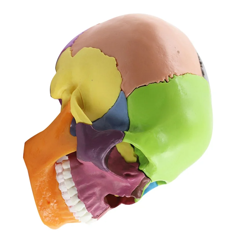 Education Skull Model 1:2 For Student Teaching Study Assembling Model Durable Multicolor