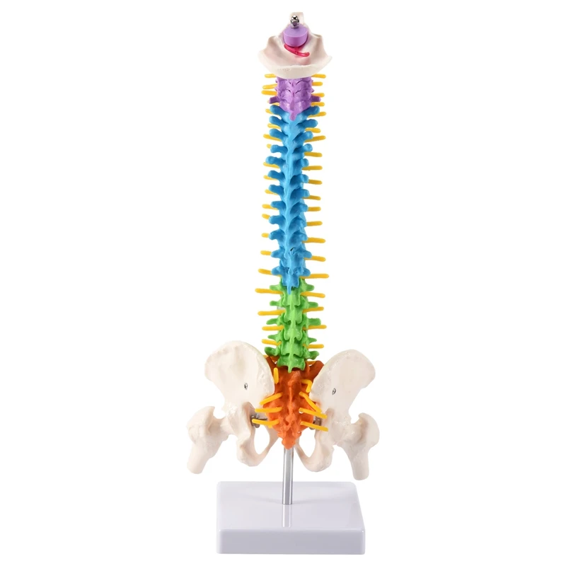 45Cm With Pelvic Human Anatomical Anatomy Spine Spinal Column Model Teaching Resources For Students