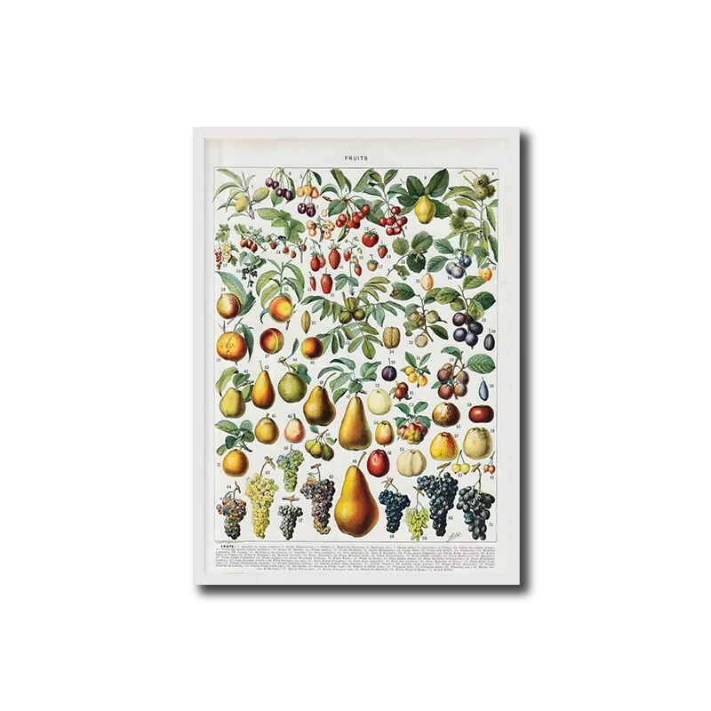 1 قطعة المشارك الجمالية خمر النباتات الحشرات الخضروات الأسماك الفراشات الفجل الفطر الأعشاب الطيور الرسوم التوضيحية ديكور المنزل