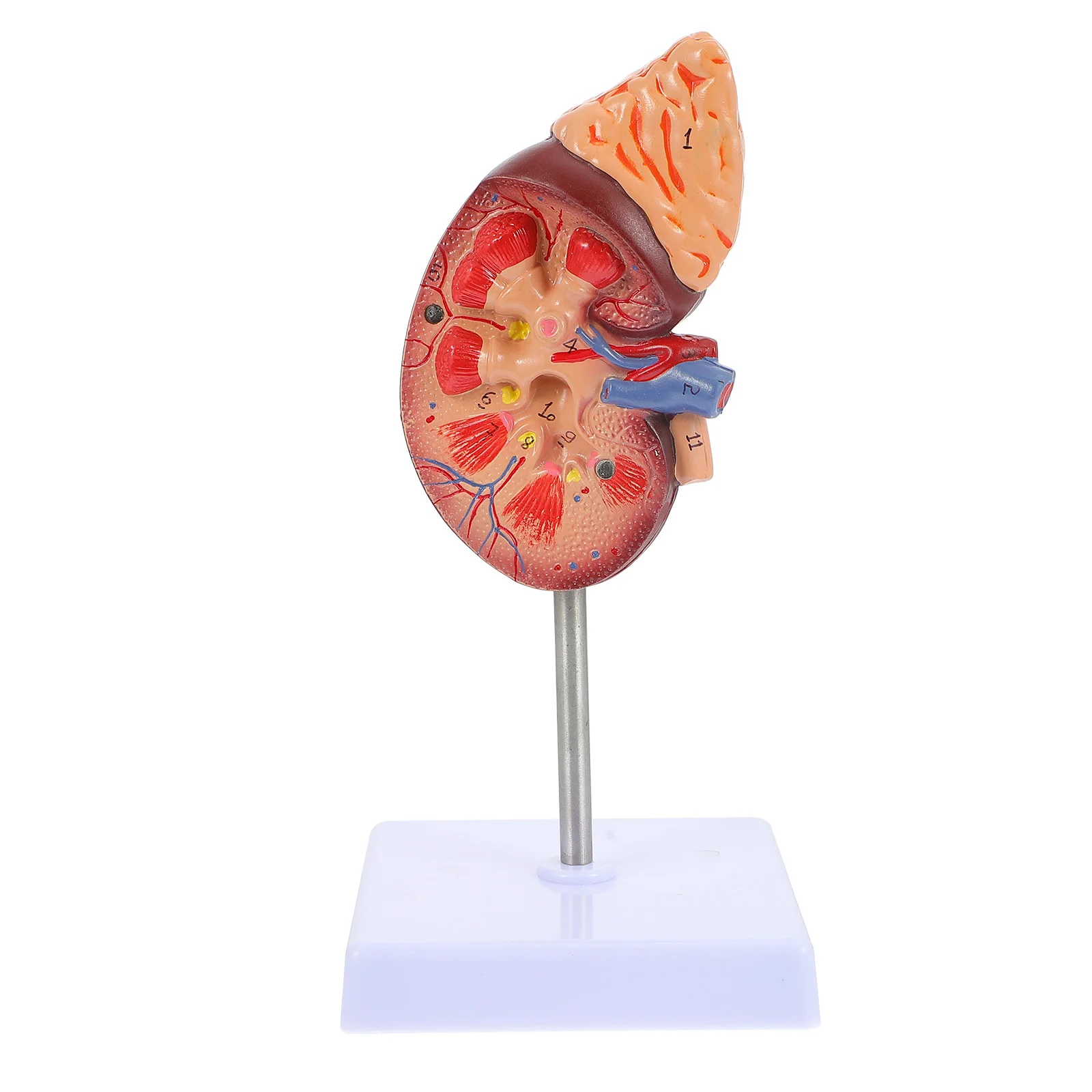 

Kidney Model Liver Anatomical Dna Disease Lung Digestive System Biology Class Accessory Prop Dissection Pillar