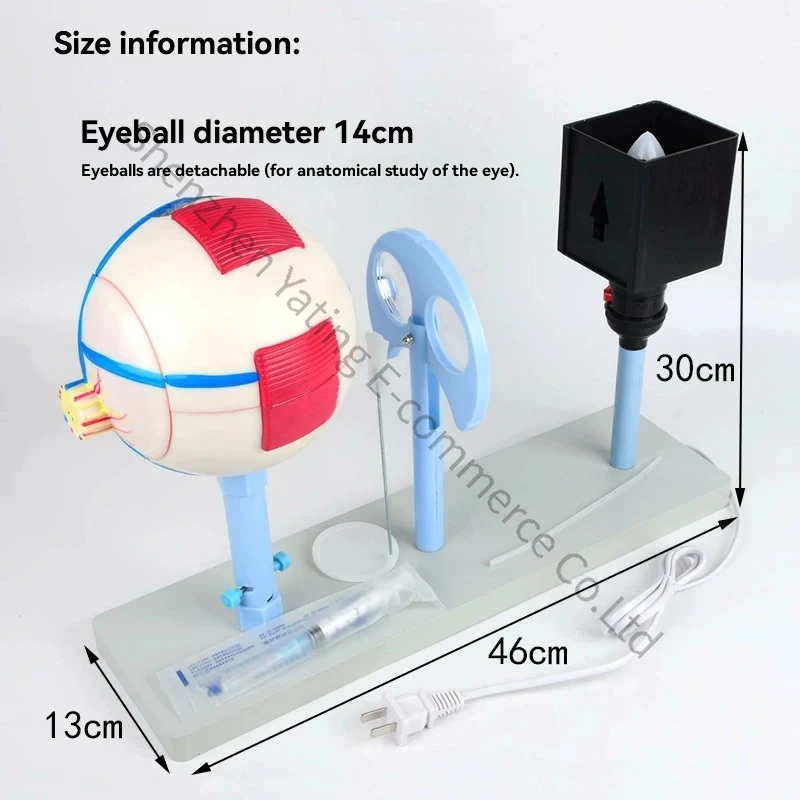 Human Eye Instrument Model 3303 Lens Curvature Variable Eye Imaging Structure Teaching Instrument Experimental Equipment