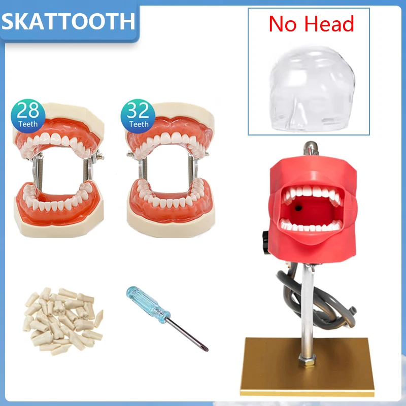 Dental Simulator Phantom Model No Head 28/32 Replacement Teeth Model Dentist Practice Teaching Training Manikin Dentistry Model