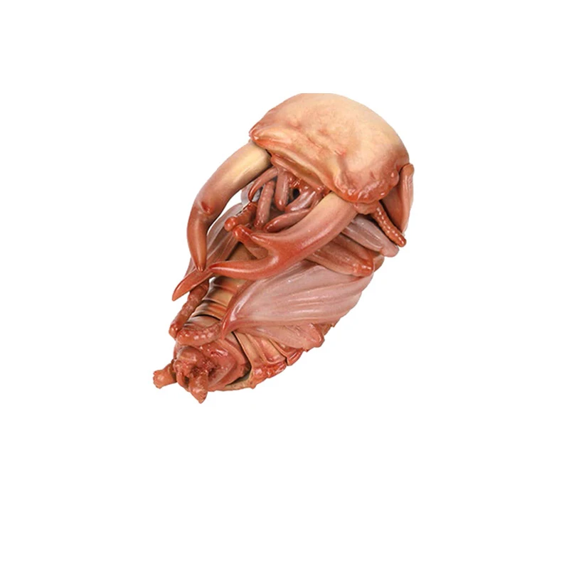 Oryginalne zabawki BANDAI Ikemono Taisyou ADVANCE Stag Beetle Gacha Lucky Draw Anime Action Model Figures Collection