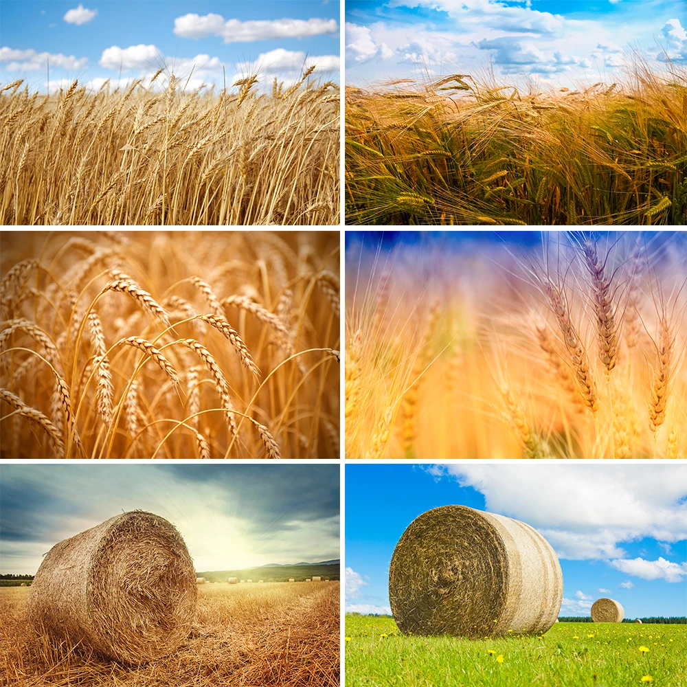 Photography Backgrounds Golden Wheat Spikes Grass Crop Autumn Farm Haystack Backdrop Props Photocall for Photo Studio