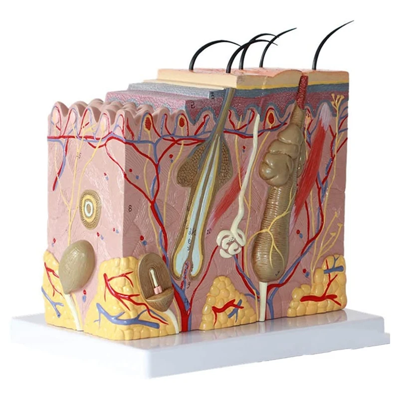 Skin Model 50X Enlarged Anatomical Skin Model Anatomy Three-Dimensional Skin Model For Classroom Study Display Teaching