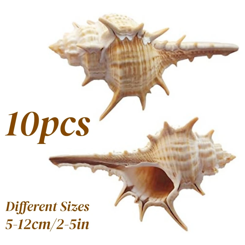 10PCS Natural Conch Shells, Suitable for crafts, Wedding decorations, Beach-themed parties, Fish tanks and vase fillers
