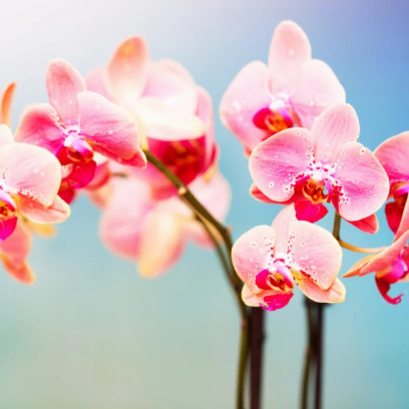 

Aluminum Alloy Differential Housing #AR310433 Compatible with ARRMA 1/8 Series: Kraton/Outcast/Typhon/Mojave/Infraction Models