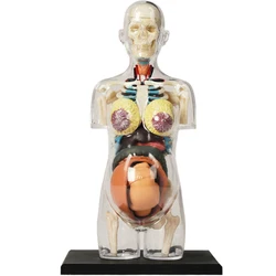 4D MASTER Pregnancy Human Anatomical Model Assembling Toy Teaching Anatomy Model DIY Popular Science Appliances