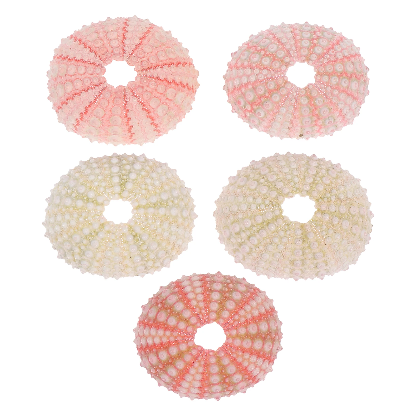 

5pcs Sea Urchin Shell Decorations Aquarium Fish Tank Ornaments Natural Desktop Decors Lifelike Ocean Theme Fish Tank