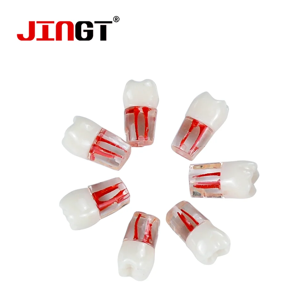 JINGT Dental Teeth Practice Model Endodontics Blocks Training Root Canal Files Study Resin RCT Demo Endo Training Root Practice