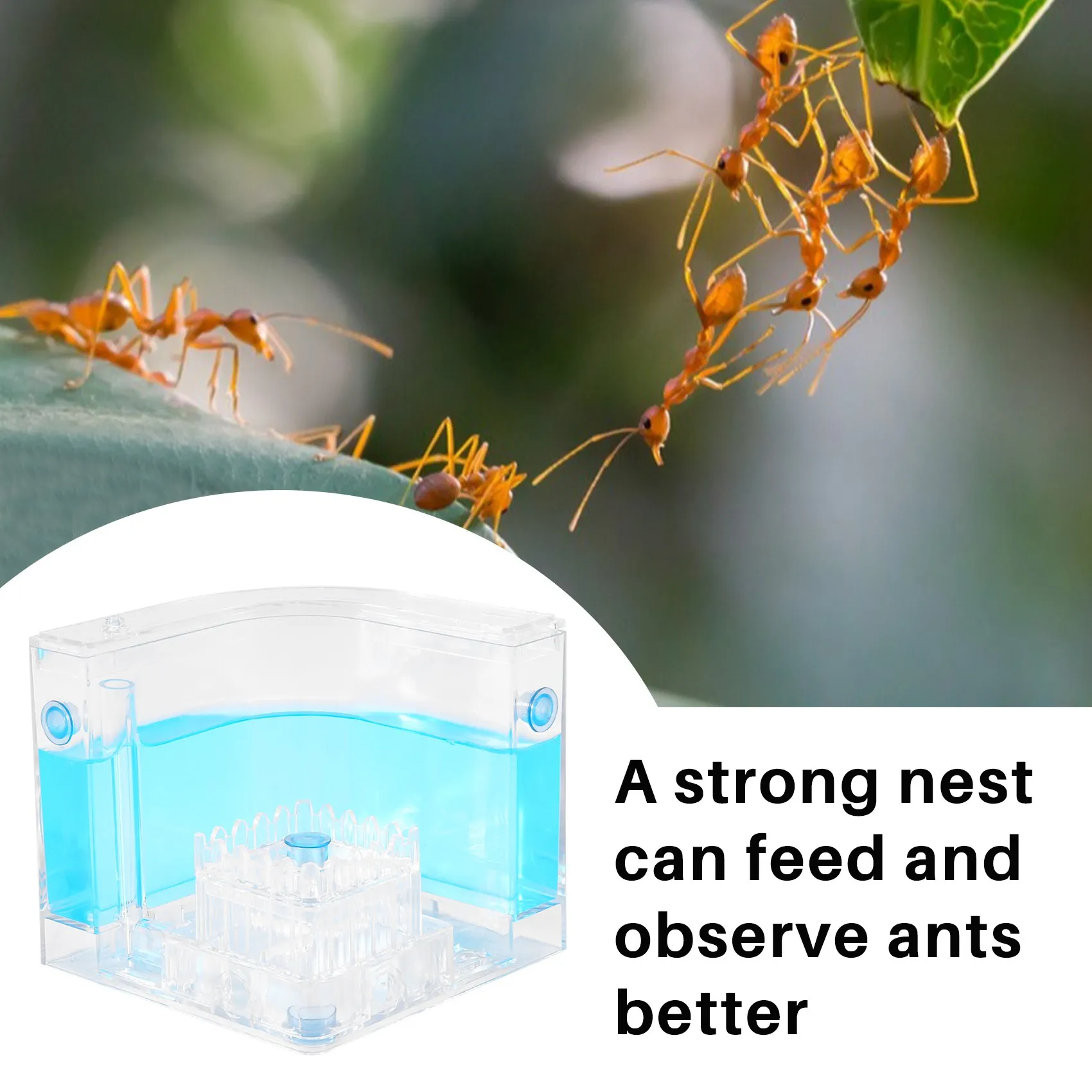 DIY Moisture with Feeding Area Ant Nest Ant Farm Ant Nests Villa Pet for House Ants Ant Workshop Ant Nest Science Educational