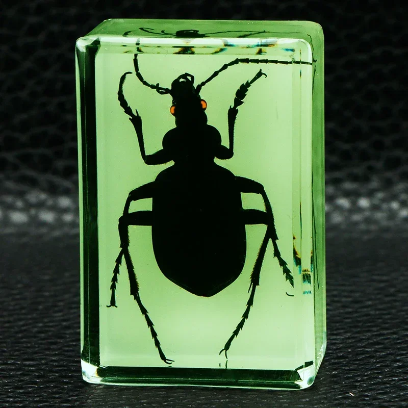 

29pcs Real Insect Specimen Resin Scarab Spider Beetle Specimen Shell Plant Teaching Kids Christmas Gift Box Room Home Decor