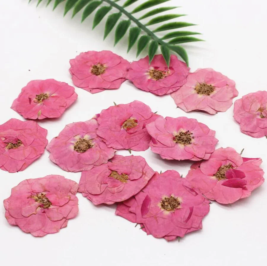 

120pcs Pressed Dried 2-3cm Pink Rose Flower Plant Herbarium For Jewelry Postcard Invitation Card Phone Case Bookmark Making DIY