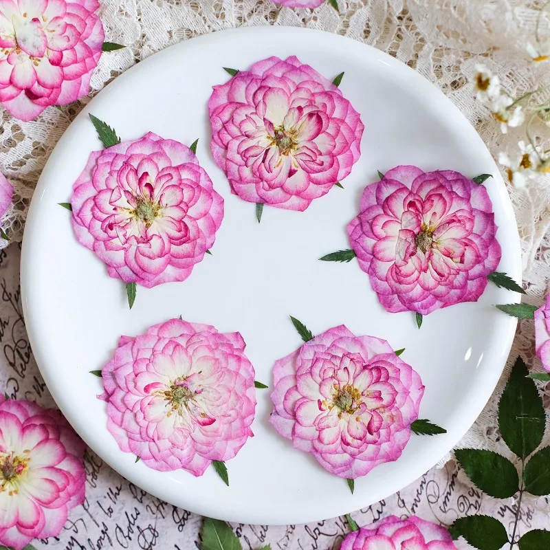 6 Stück, Natürliche Getrocknete Rosen- und Lotusblüten, Echte Blütenblätter für DIY Harz-Lesezeichen, Fotorahmen, Kunsthandwerk und Sammlerstücke