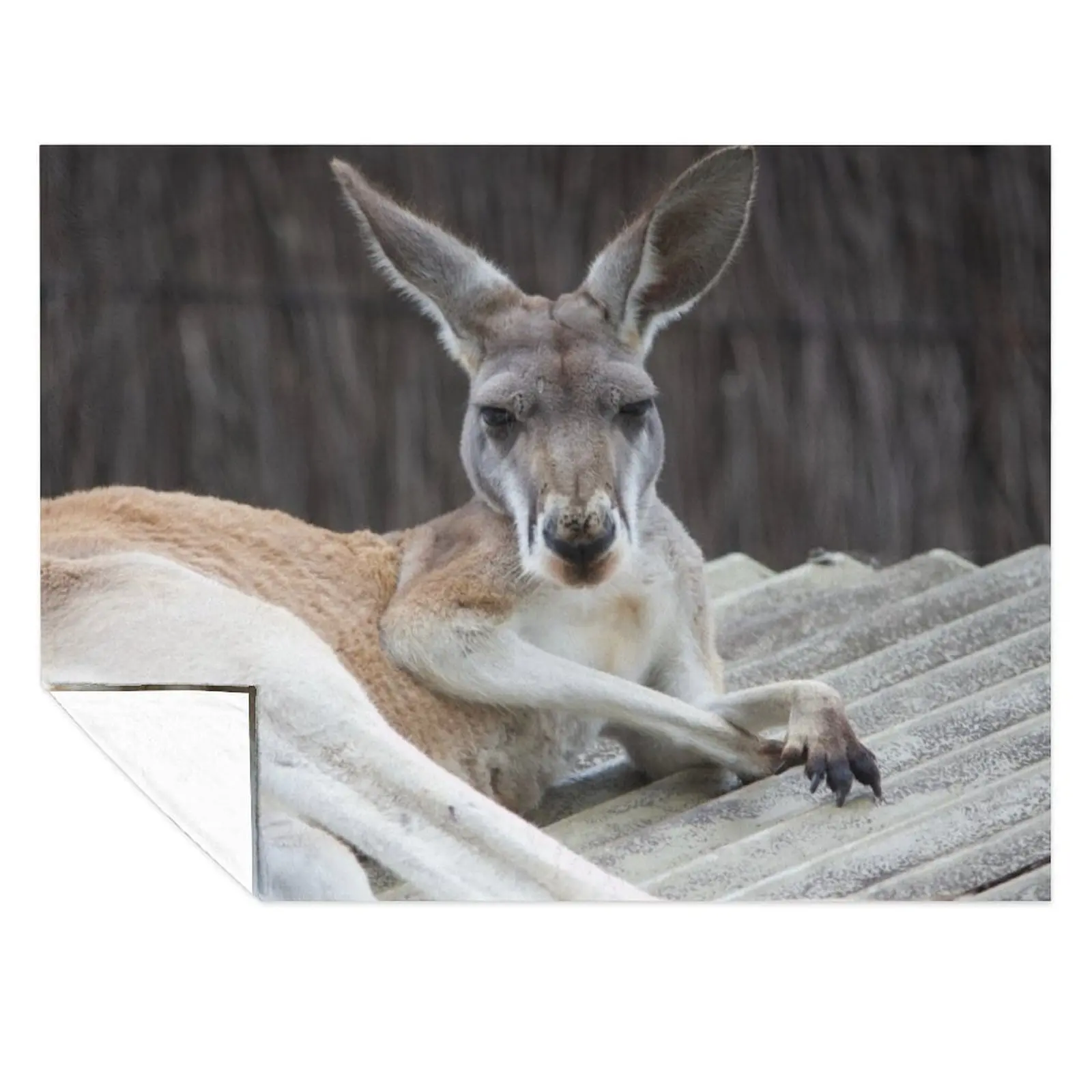 

Red Kangaroo Throw Blanket Thermals For Travel Sofa Throw Plaid on the sofa Blankets