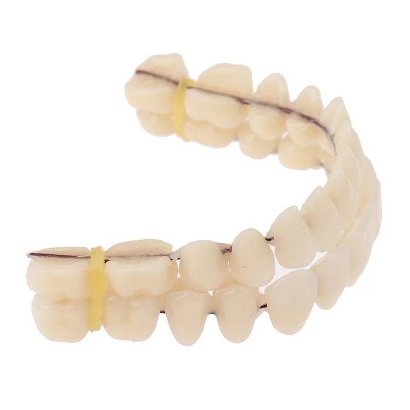 Universal Resin False Teeth Resin Model Double Row Plastic Dentures Oral Teaching Materials Dedicated Teeth Dental Lab Supplies