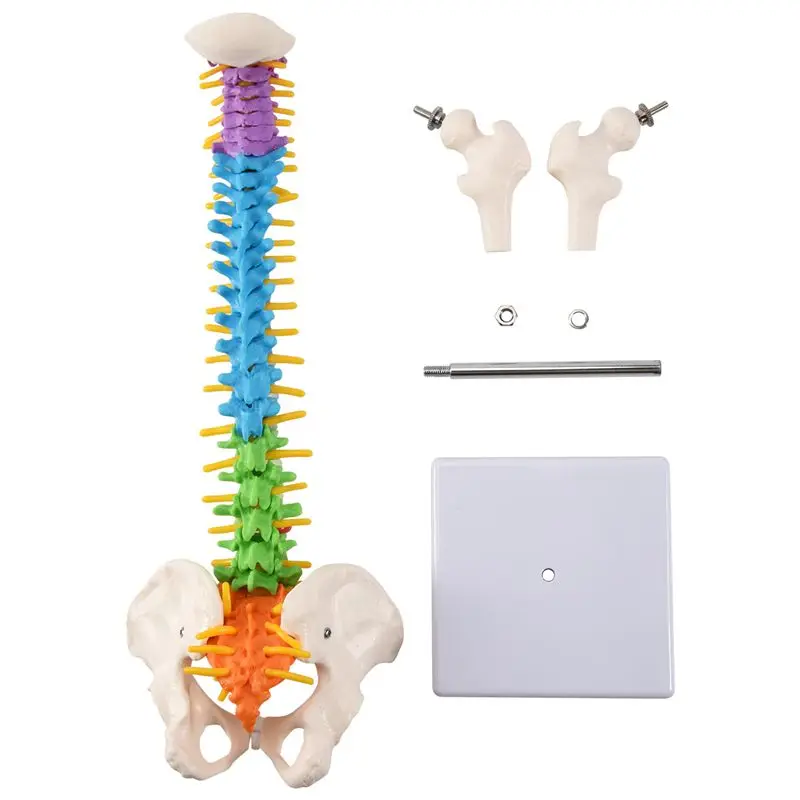 45Cm With Pelvic Human Anatomical Anatomy Spine Spinal Column Model Teaching Resources For Students-AEF7