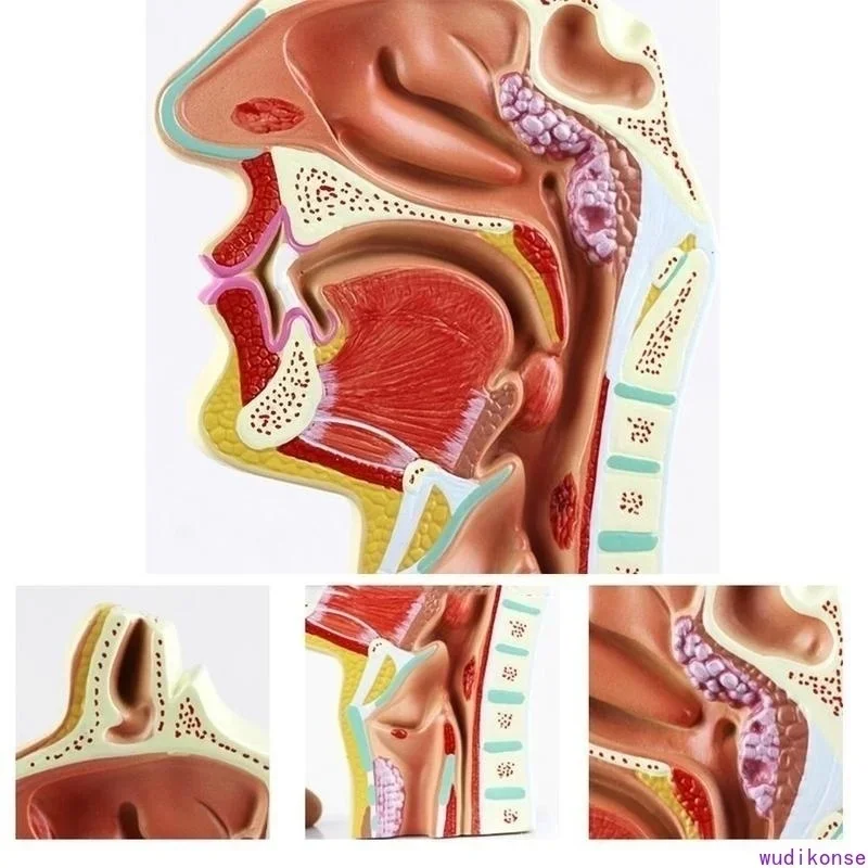 Human Anatomical Nasal Cavity Throat Anatomy Medical Pathology Model Good Teaching Presentation Tool