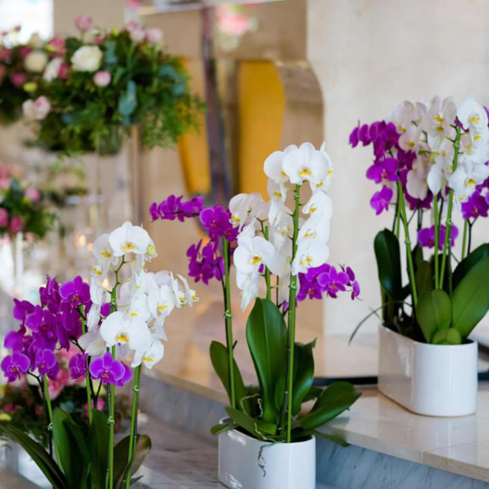 

Garden Clips Orchid Support Outdoor Use Robust Material Versatile Support Adjustable Height For Indoor Gardens