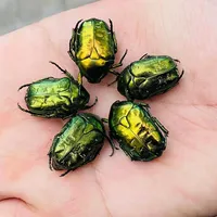 Real scarab specimen Insect beetle Artwork Mosaic Collection science education Home decoration statues for decoration