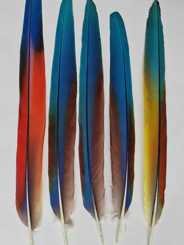 5pcs Natural Shedding Collection of Parrot Tail Feathers Length 15-45cm Rare Vibrant Blue Parrot Plume Headdress Accessories