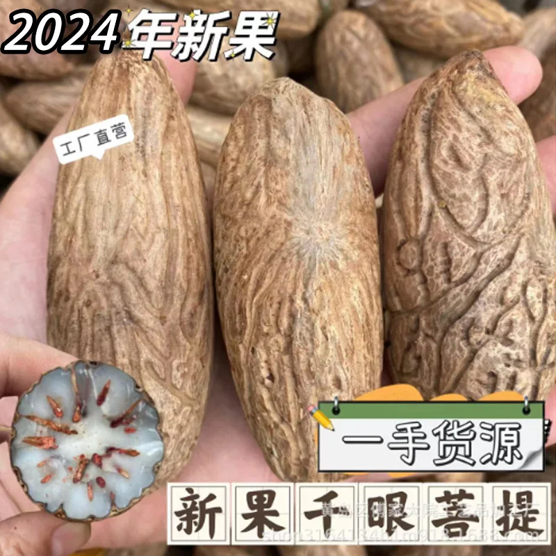 

Thousand Eyes Raw Materials Original Seed Fruit First-hand Source Buddha Beads Fruit Ivory White Green Color