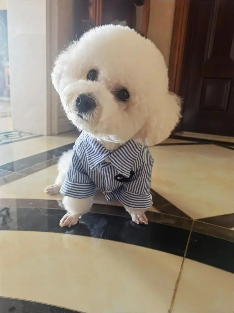 Casual Striped Dog Clothes Shirt Print Funny Pet Clothing Fashion Cool Small Dogs Trendy Teddy Spring Summer Blue Boy Wholesale