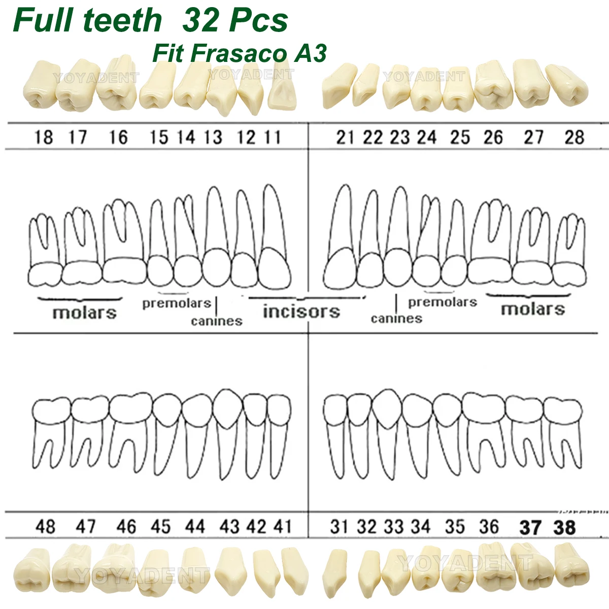 

Подходит для Frasaco A3, модель зубов, полные зубы, 32 шт., сменные частицы зубов, подготовка стоматологии, обучение, обучение