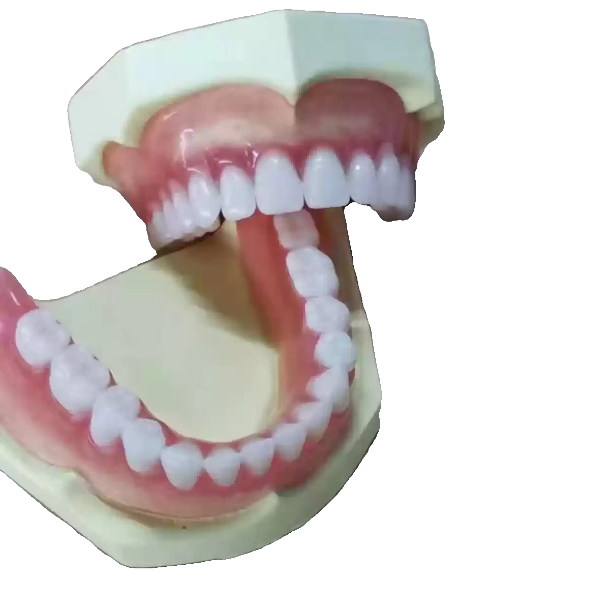 Wholesale Full Mouth Denture Model Elderly Full & Half Mouth Teeth Model Dental Teaching Sample Display Model
