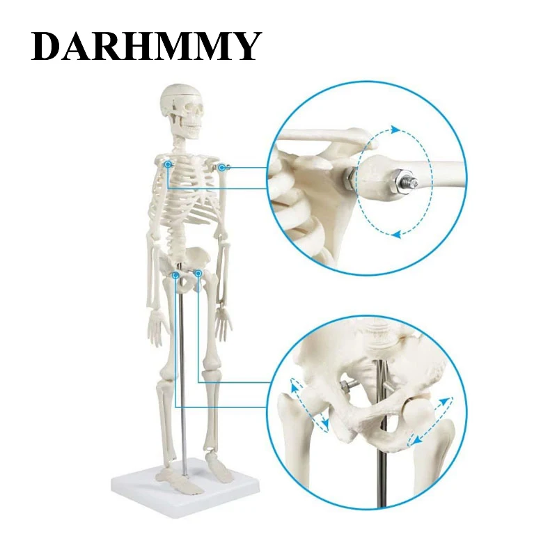 

DARHMMY 45 см анатомическая анатомия модель скелета человека модель скелета позвоночника человека образовательный и тренировочный инструмент