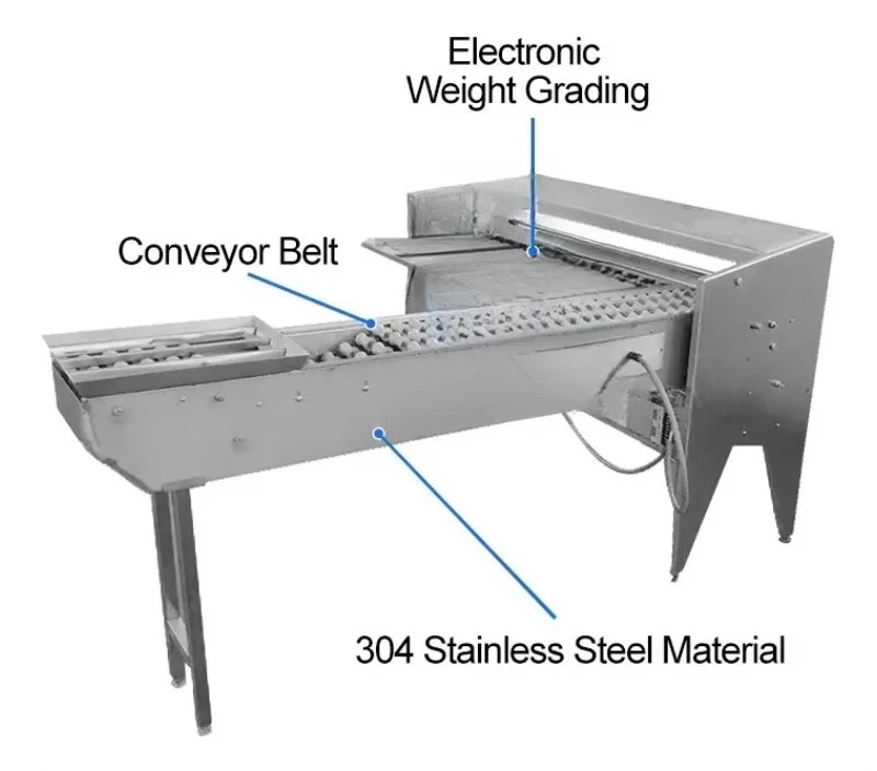Automatic Multifunctional Egg Processing Equipment Egg Grading Machine Duck Egg Sorting Classifier Machine