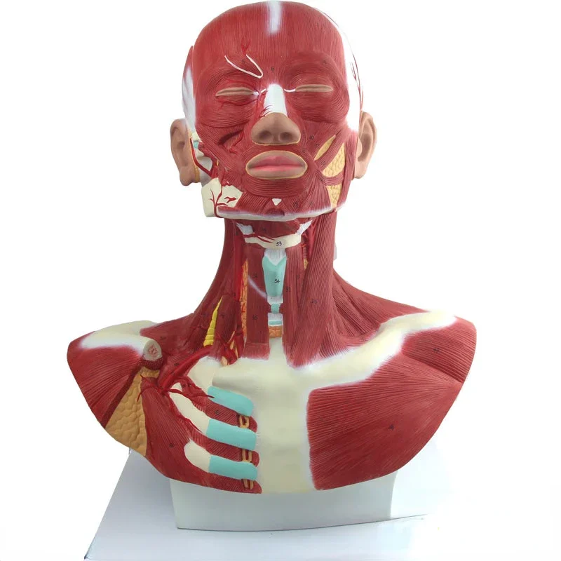 Human head facial muscles anatomy head neck and chest model art with muscle art head and neck muscle anatomy