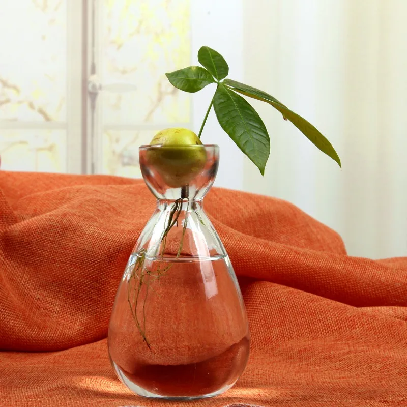Avocado Seed Hydroponic Glass Vase Water Planting Creative Vase Home Desktop Decorative Ornament For Tabletop Display