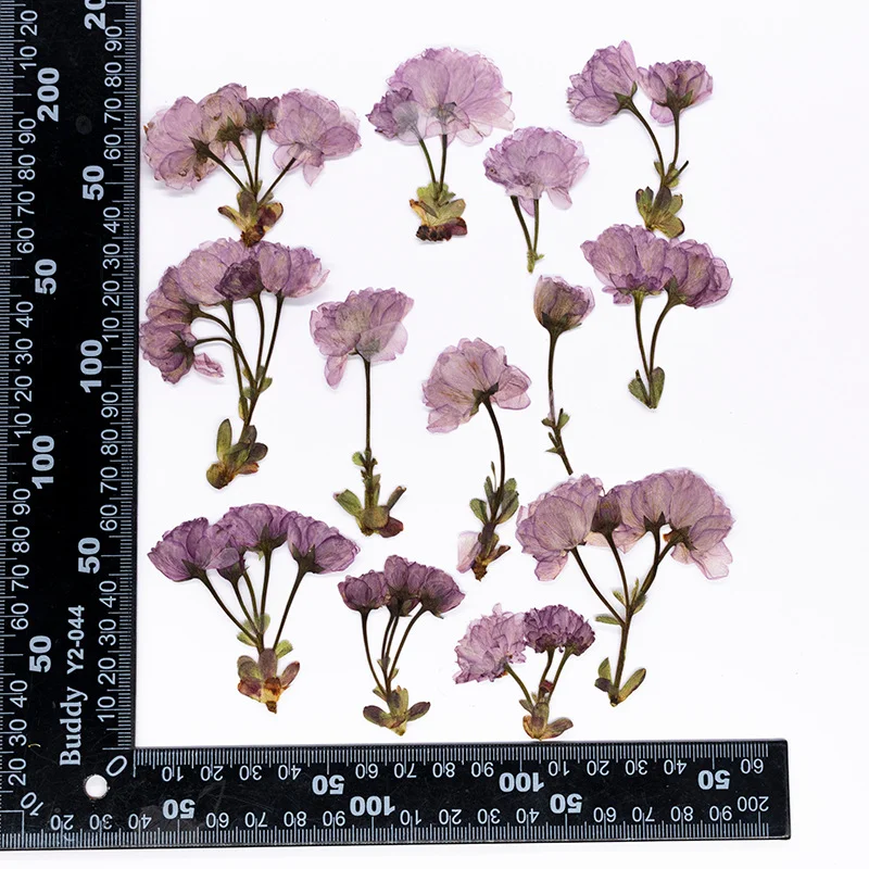 48Pcs New Product Guanshan Cherry Blossom Side-Pressed Multi-Head Dried Flowers DIY Real Leaf Plant Specimen Bookmark Pressed Flower Table Lamp Decoration Painting Material Kit Craft Decoration - view 6
