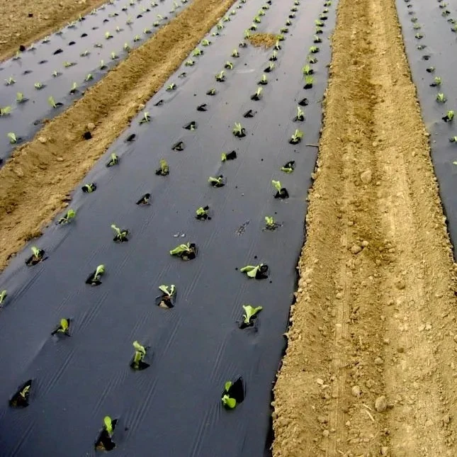 

2025100% New UV Processed PE Black Mulch Films Greenhouse Agriculture Plastic Ground Cover Agricultural Plastic Products